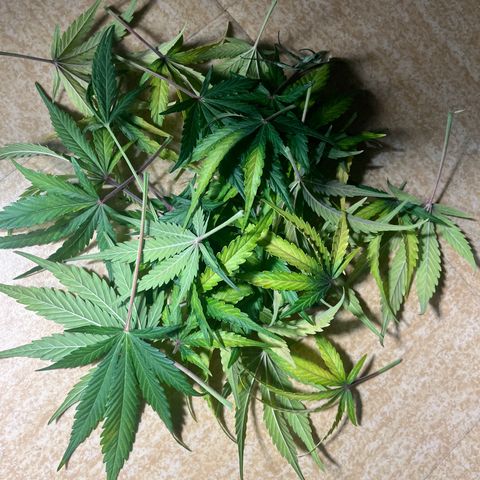 Wedding cake auto RQS growlog timeline photo