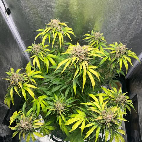 Wedding cake auto RQS growlog timeline photo
