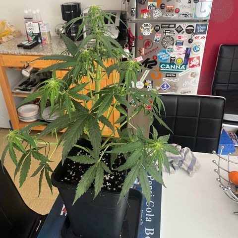 Titan F1 Hybride [RQS]x1 growlog timeline photo