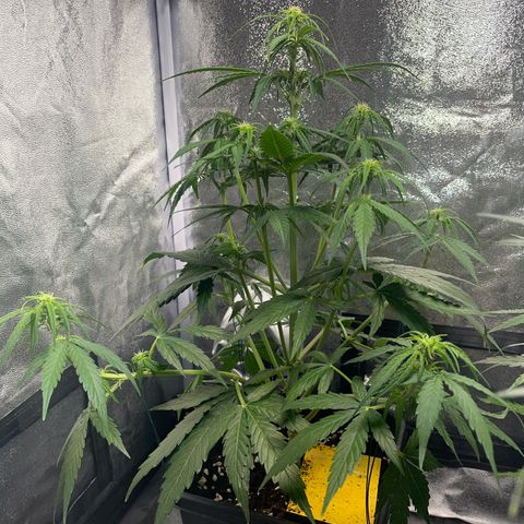 Titan F1 Hybride [RQS]x1 growlog timeline photo