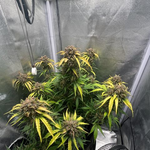 Wedding cake auto RQS growlog timeline photo