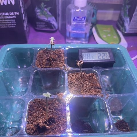 Royal AK auto [RQS] x1 growlog timeline photo