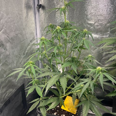 Titan F1 Hybride [RQS]x1 growlog timeline photo