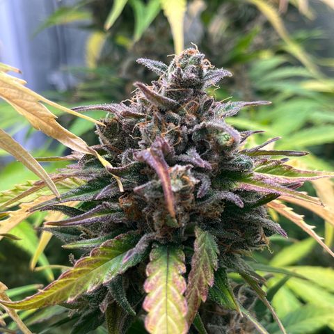 Wedding cake auto RQS growlog timeline photo