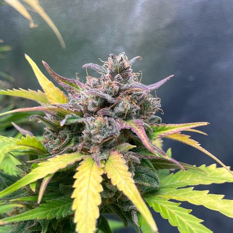 Wedding cake auto RQS growlog timeline photo