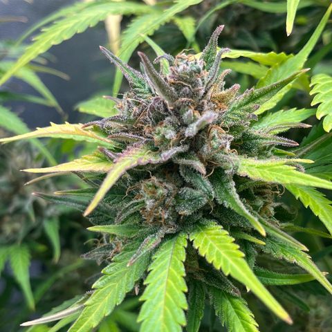 Wedding cake auto RQS growlog timeline photo