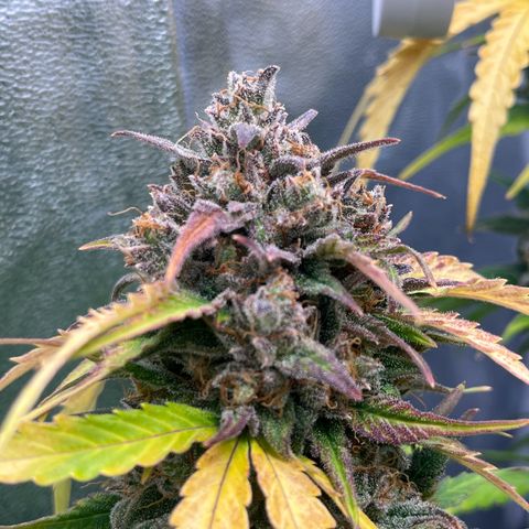 Wedding cake auto RQS growlog timeline photo