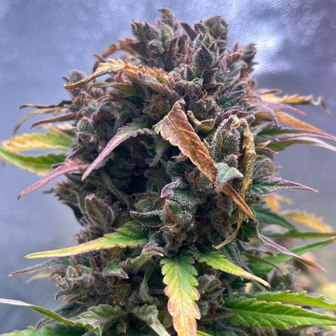 Wedding cake auto RQS growlog timeline photo