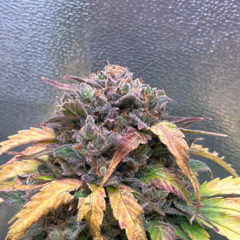 Wedding cake auto RQS growlog timeline photo