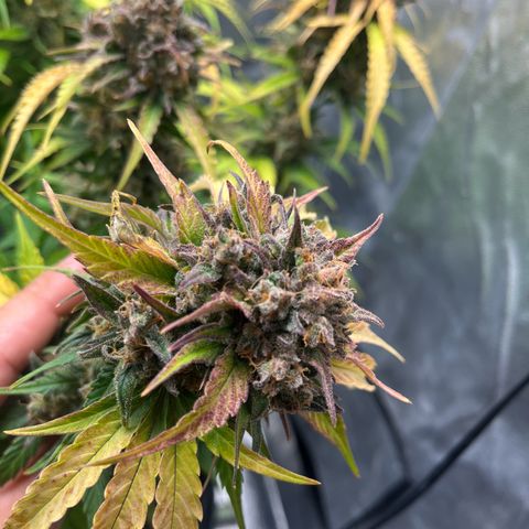 Wedding cake auto RQS growlog timeline photo