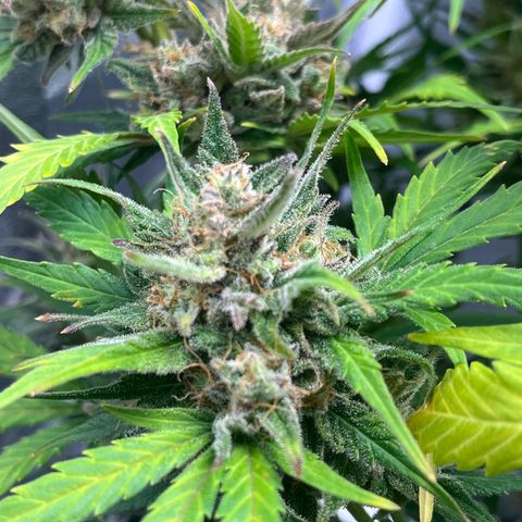 Wedding cake auto RQS growlog timeline photo