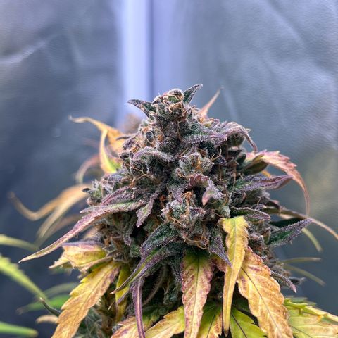 Wedding cake auto RQS growlog timeline photo