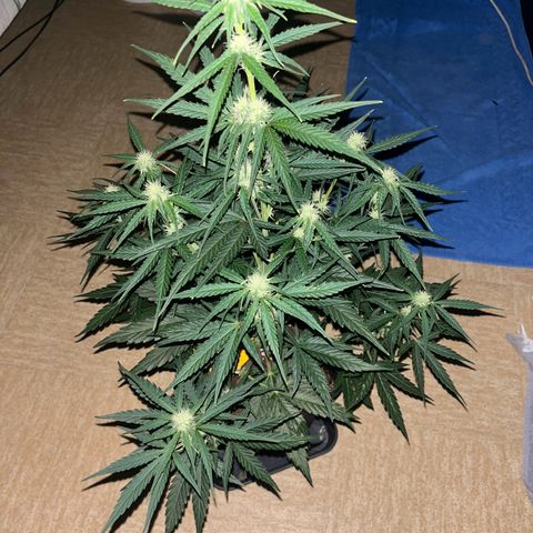 Titan F1 Hybride [RQS]x1 growlog timeline photo