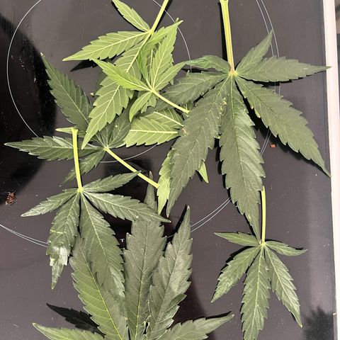 Titan F1 Hybride [RQS]x1 growlog timeline photo