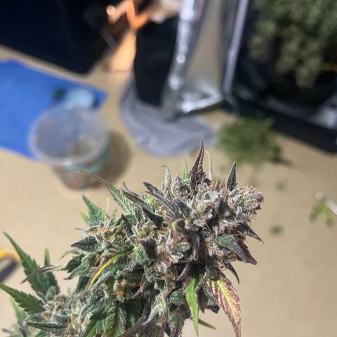 Wedding cake auto RQS growlog timeline photo