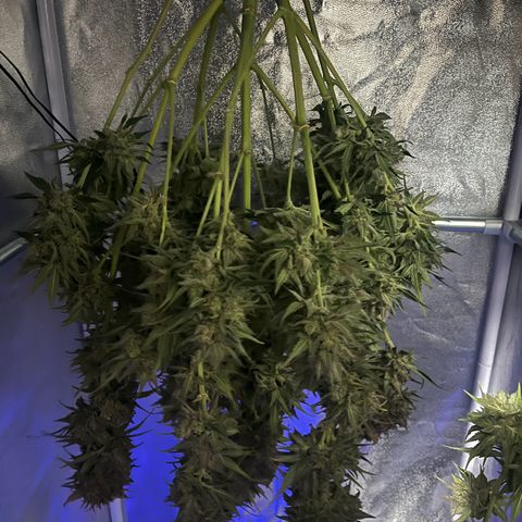 Wedding cake auto RQS growlog timeline photo