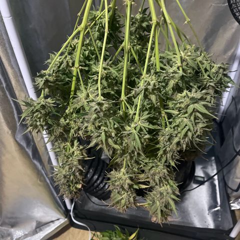 Wedding cake auto RQS growlog timeline photo