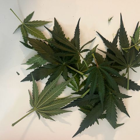 Titan F1 Hybride [RQS]x3 growlog timeline photo