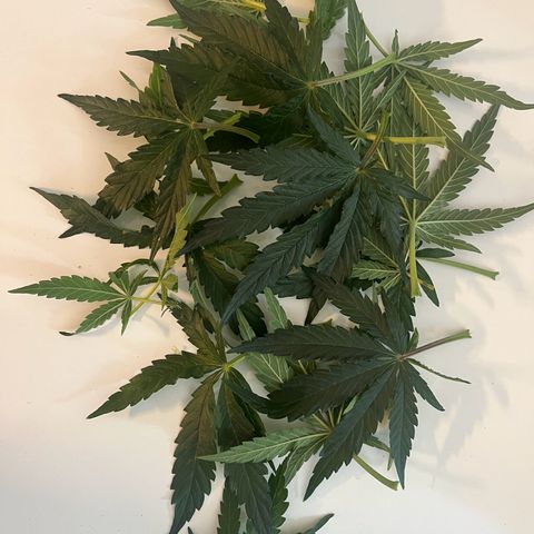 Titan F1 Hybride [RQS]x2 growlog timeline photo