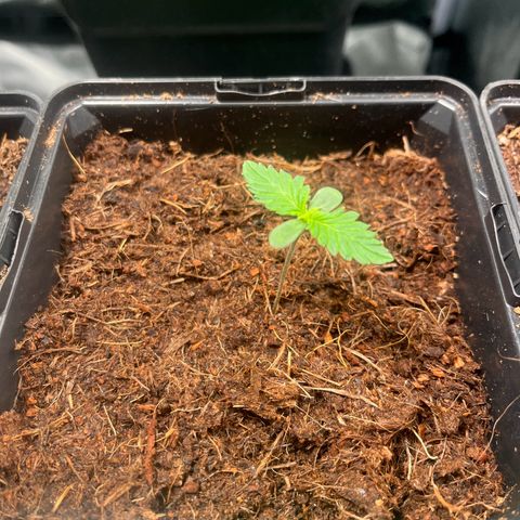 Royal AK Auto [RQS] x3 growlog timeline photo