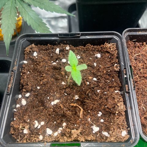 Royal AK auto [RQS] x2 growlog timeline photo