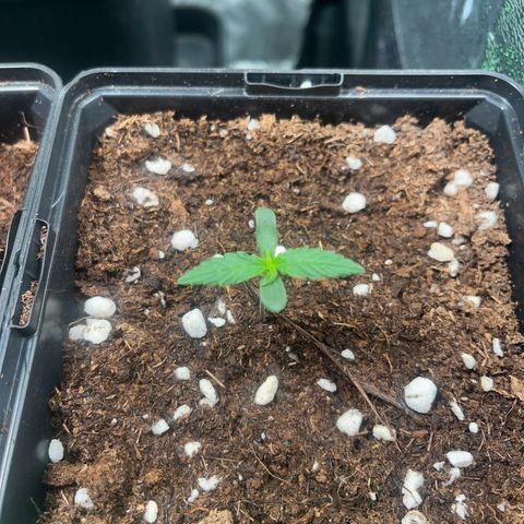 Royal AK auto [RQS] x1 growlog timeline photo