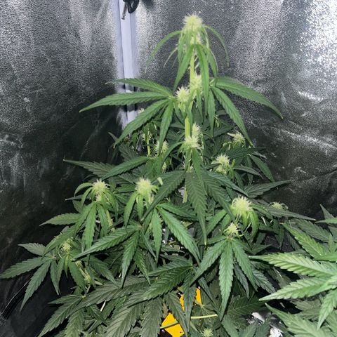 Titan F1 Hybride [RQS]x1 growlog timeline photo