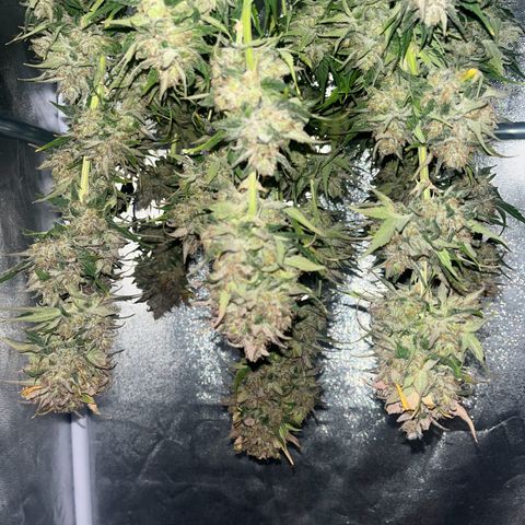 Wedding cake auto RQS growlog photo: 17h30