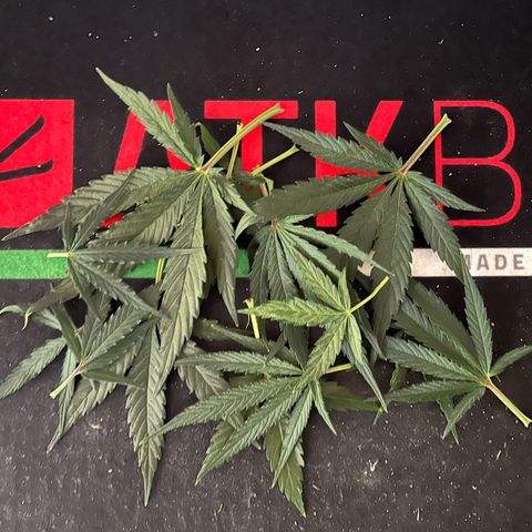 Titan F1 Hybride [RQS]x1 growlog timeline photo