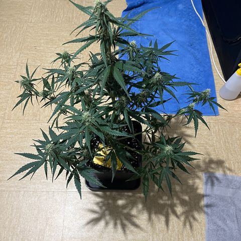 Titan F1 Hybride [RQS]x1 growlog timeline photo