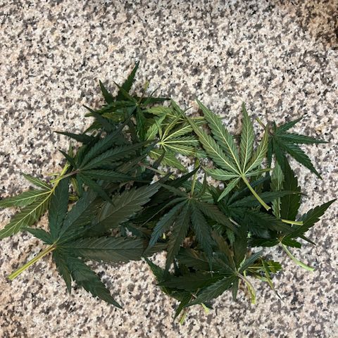 Titan F1 Hybride [RQS]x3 growlog timeline photo