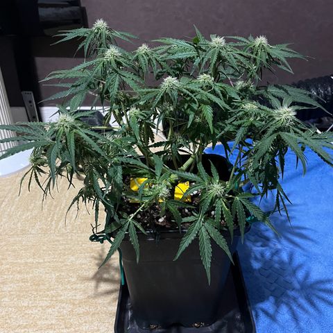 Titan F1 Hybride [RQS]x3 growlog timeline photo