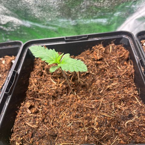 Royal AK Auto [RQS] x3 growlog timeline photo
