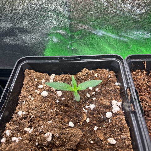 Royal AK auto [RQS] x1 growlog timeline photo