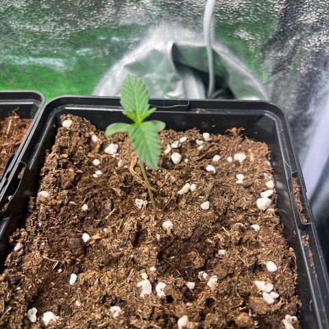 Royal AK auto [RQS] x2 growlog timeline photo