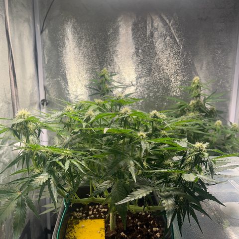 Titan F1 Hybride [RQS]x3 growlog timeline photo