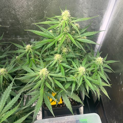 Titan F1 Hybride [RQS]x2 growlog timeline photo
