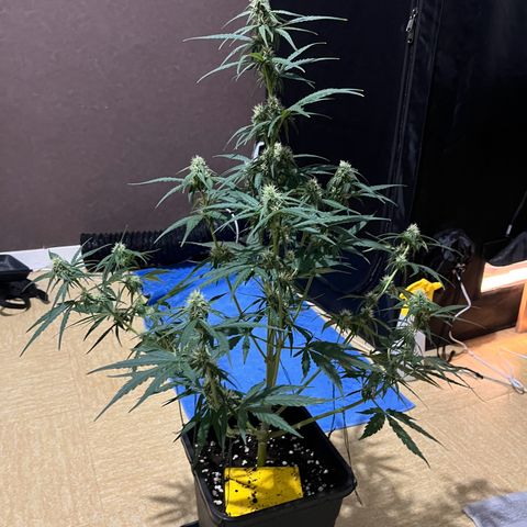 Titan F1 Hybride [RQS]x1 growlog timeline photo