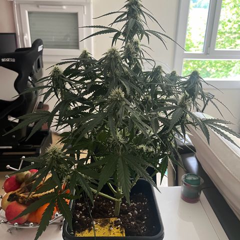 Titan F1 Hybride [RQS]x2 growlog timeline photo