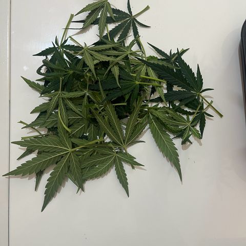 Titan F1 Hybride [RQS]x2 growlog timeline photo