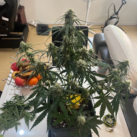 Titan F1 Hybride [RQS]x2 growlog timeline photo