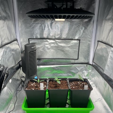 Royal AK auto [RQS] x2 growlog timeline photo