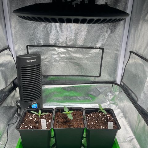 Royal AK Auto [RQS] x3 growlog timeline photo