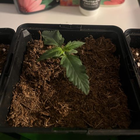 Royal AK Auto [RQS] x3 growlog timeline photo