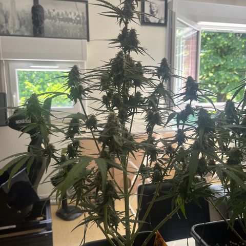 Titan F1 Hybride [RQS]x1 growlog timeline photo