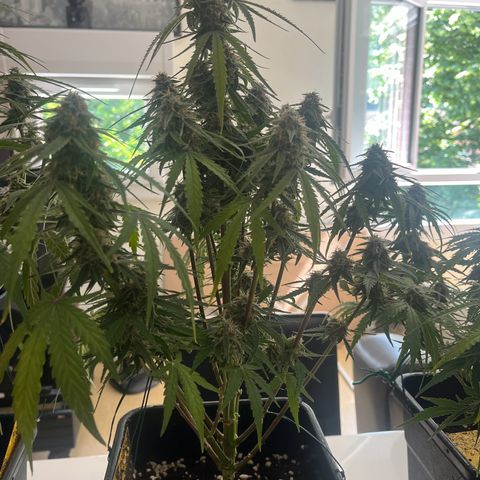 Titan F1 Hybride [RQS]x2 growlog timeline photo