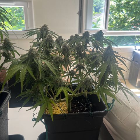 Titan F1 Hybride [RQS]x3 growlog timeline photo