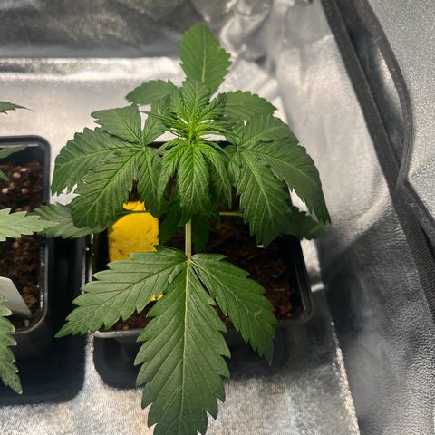 Royal AK Auto [RQS] x3 growlog timeline photo