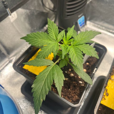 Royal AK auto [RQS] x2 growlog timeline photo