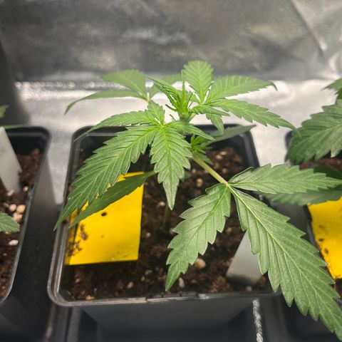 Royal AK auto [RQS] x1 growlog timeline photo